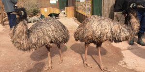 south lakes zoo emu
