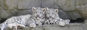 Leopard-cubs-wildlife oasis