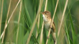 brading-marshes--summer--reed-warbler-singing-in-reedbed